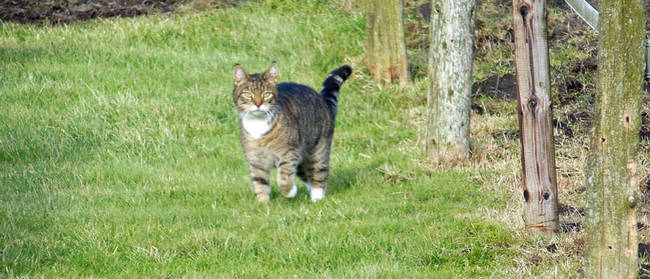 Rund 75.000 wildlebende Katzen leben in Schleswig-Holstein unter teilweise sehr schlechten Bedingungen