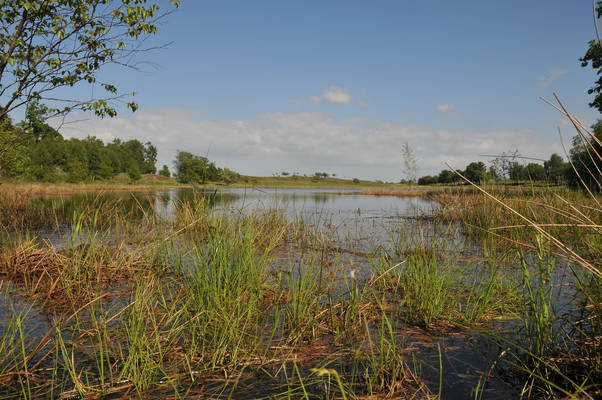 Besonders Artenreich und schützenswert: Die "Obere Treenelandschaft". Foto: Schrobach-Stiftung